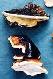 Tree Conks (small to large)