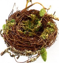 Bird Nest