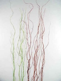 Curly Willow
