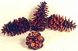 Western Hemlock