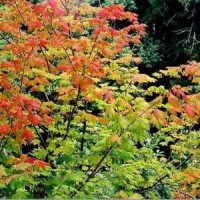 Fall Colored Leaf Branches