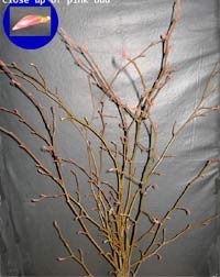 Alder Branches