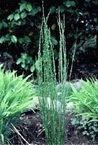Scotch Broom