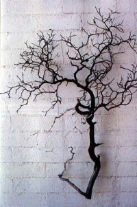Manzanita Branches