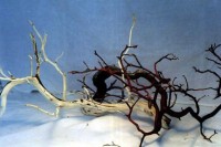 Manzanita Sculpted Pieces