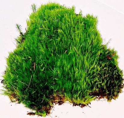 Curly Mood Moss Curly Mood Moss