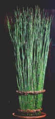 Equisetum
