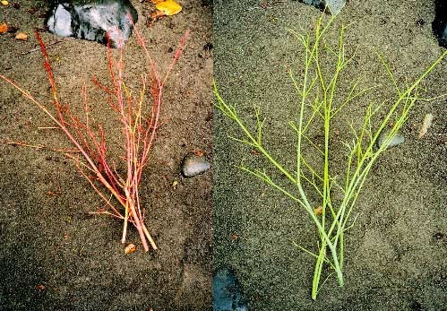 Vine Maple Branches