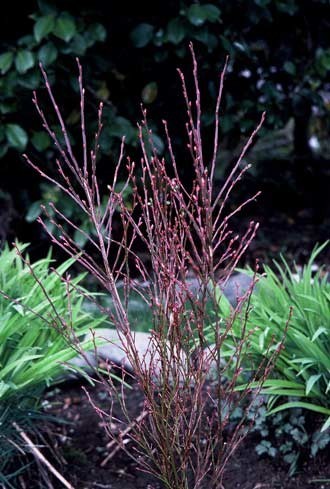 Redbud Huckleberry