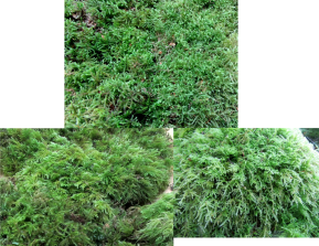Assorted Mosses