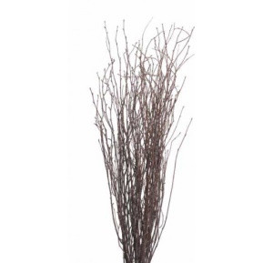 Birch Branches