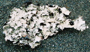 Grey/Black Lichen Grey/Black Lichen