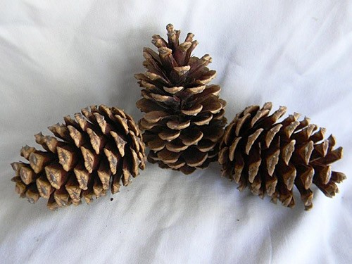 Loblolly Picked Loblolly Picked