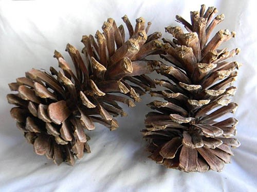 Longleaf Picked