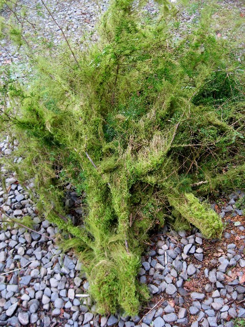Mossy Branches