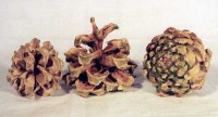 Pinon Pine