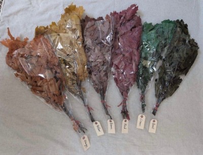 Preserved California Oak Leaves On Stems