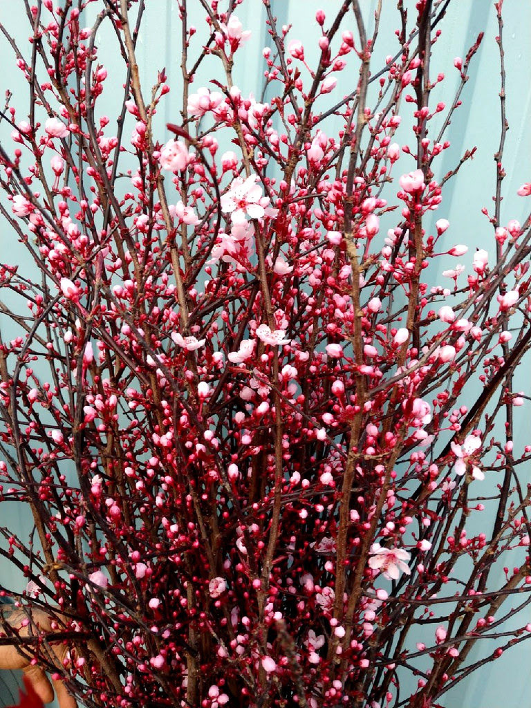 Prunus