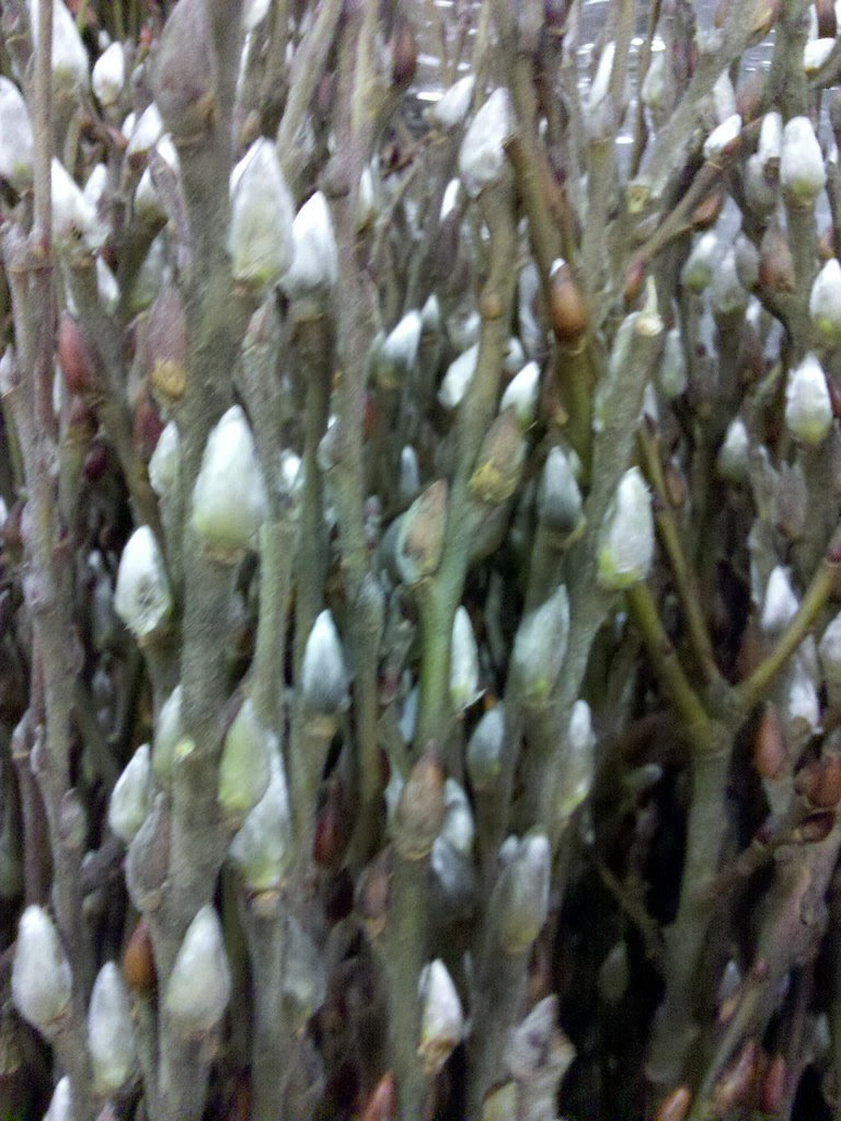 Pussy Willow
