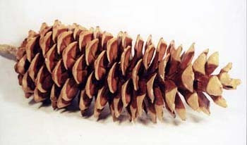 Sugar Pine Picked