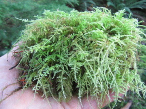 Tree Moss Tree Moss