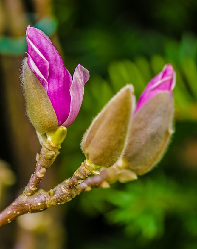 Tulip Magnolia
