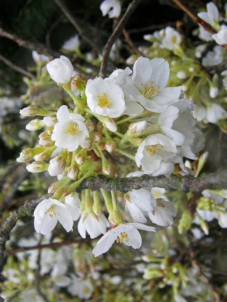 White Cherry Blossom Branches